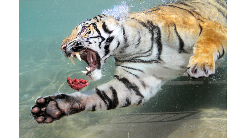 Illustration for article titled Underwater Tiger Is Terrifying, Beautiful